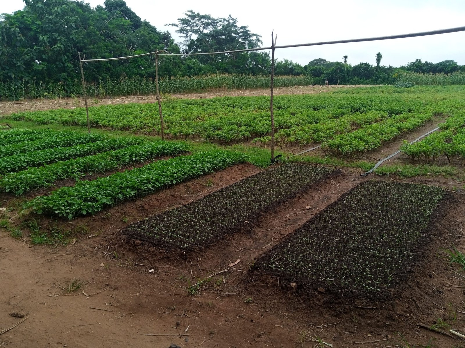Culture de légumes sains à Zakpota