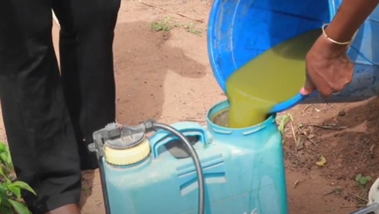 Préparation du biopesticide à base de neem