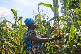Femme dans un champs de Mais